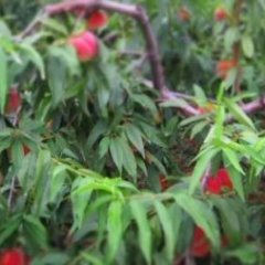 河南南召　我村鲜桃种植面积达8000余亩