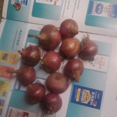 山东单县红皮洋葱清晰实拍照片
