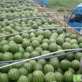 山东安丘冠军：景芝镇瓜王
