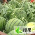 上海奉贤区老杨西瓜大量批发