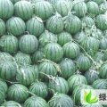 河北清苑京欣007：张登镇李明