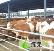 忻州市肉牛场林茂：西门塔尔牛10元/斤