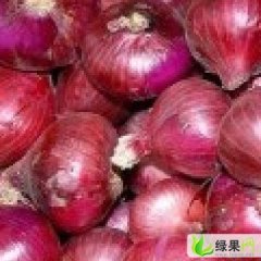山东莘县红皮洋葱：河店镇东大杨杨青云