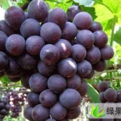 巨峰葡萄