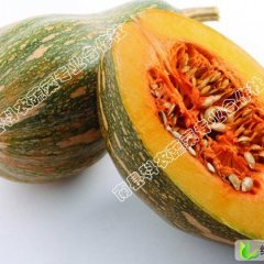 湖南南县江淮蜜本南瓜：陈
