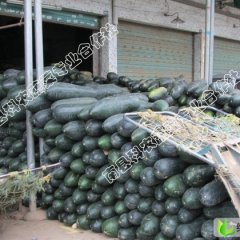 湖南南县黑霸王冬瓜：陈凯