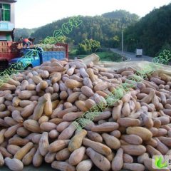湖南南县白沙蜜本南瓜：科农蔬菜