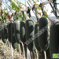 湖南南县粉杂一号冬瓜：茅草街陈凯