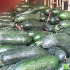 湖南南县黑将军冬瓜：陈凯