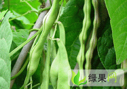 河北玉田紫花架油豆