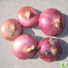 山东巨野红皮洋葱：核桃园黄来起