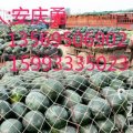 河南开封西瓜 代办
