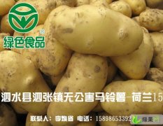 山东省泗水县泗张镇无公害马铃薯