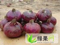 滨州市姜楼镇李丙戌：红皮洋葱
