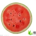 河北清苑“久一”西瓜：申庄申先生