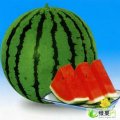 保定清苑蒋庄西瓜 李卫东