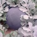 河南中牟花皮无籽：中牟县张铁林