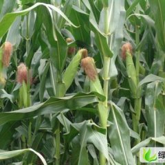 河南周口郸城钱店镇魏华：甜糯玉米棒
