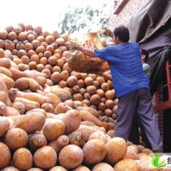 广西武鸣金韩密本南瓜：210国李代理
