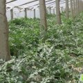 河北清苑91西瓜：清凉城李