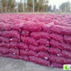 山东惠民紫皮洋葱：李庄圆周曙光