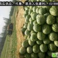昌吉正宗新疆西瓜供应，代售