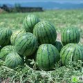 山东泗水京欣：金庄镇张先生