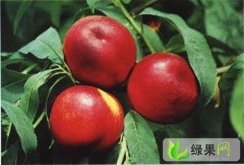 山东青州9602香山红：郑母镇孙震东