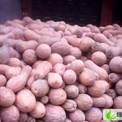 湖北嘉鱼金韩密本南瓜：潘湾镇周涛