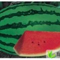 新疆呼图壁安农2号：老龙河许女士