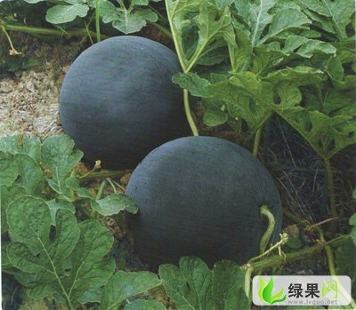 黑皮无籽价格