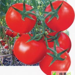 安徽石台以色列西红柿：矶滩杨海青