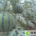 唐山市滦县京欣西瓜