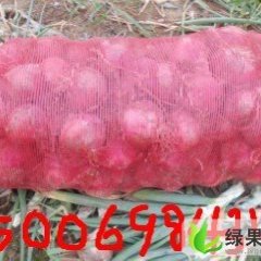 山东惠民紫皮洋葱：姜楼镇齐兆新