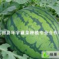 每年6月10供应 河北唐山市玉田京欣西瓜