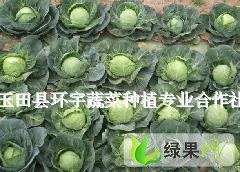 河北玉田县铁头甘蓝