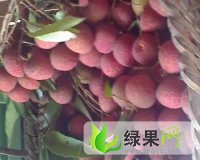 钦州市新棠镇黄林13237810515.黑叶荔