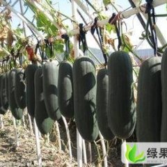 河北清苑子弹头黑皮冬瓜：清凉城王僧林