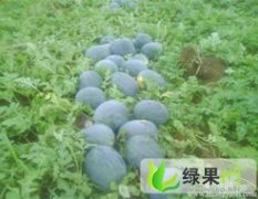 湖北省宜城市绿健西瓜专业合作社