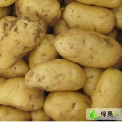 山东滕州荷兰土豆代购代销服务部：田桥村孙涛