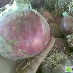 河北藁城红皮洋葱：朱家寨何海亮