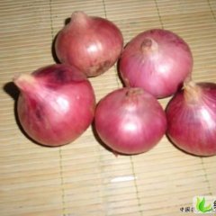 山东惠民红皮洋葱：姜楼镇李新华