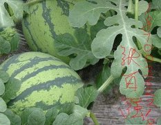 陕西大荔京欣：范家镇张百强