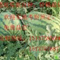 新疆昌吉市安农2号：庙尔沟李先生