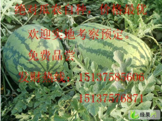 安农2号价格