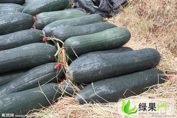 河北保定南市子弹头黑皮冬瓜：清凉成王乾