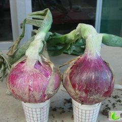 陕西三原红皮洋葱：张先生