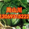 河南开封县范村西瓜市场