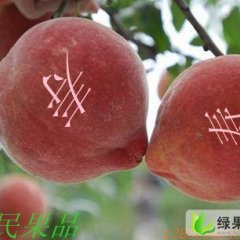 山东蒙阴春雪：岱崮镇高向明