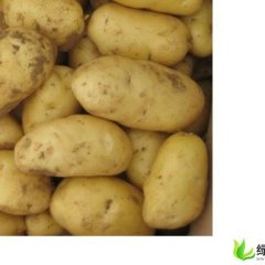 辽宁凌海早大白：凌海市永盛